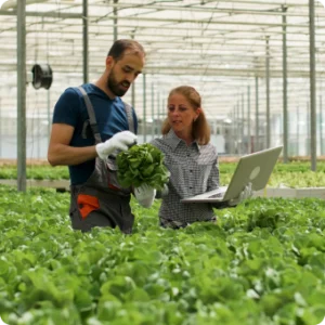 A man and woman stand together in a greenhouse, surrounded by vibrant green lettuce plants.